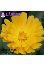 Sjankara Sjankara - maceraat goudsbloem