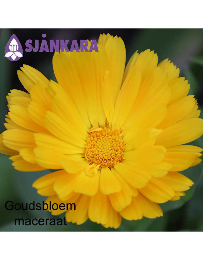 Sjankara Sjankara - maceraat goudsbloem