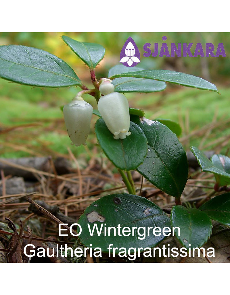 Sjankara Sjankara - Etherische olie Wintergreen (Gaultheria fragrantissima)