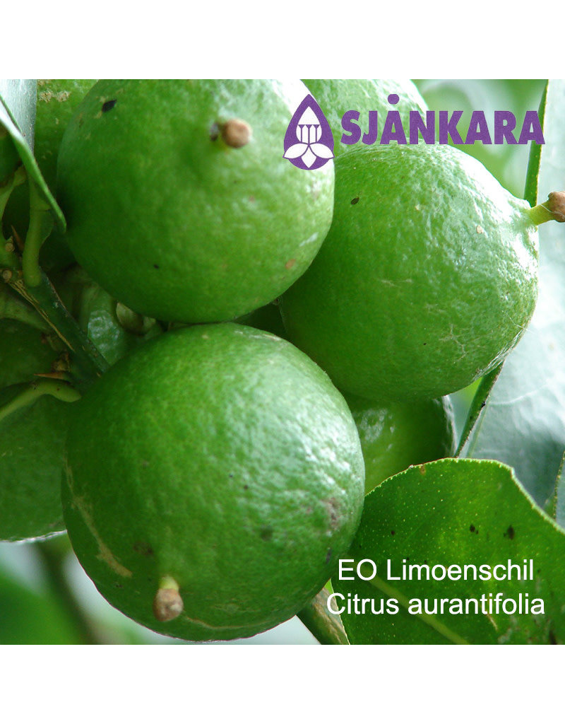 Sjankara Sjankara - Etherische olie limoenschil geperst (Citrus aurantifolia)