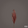 Pampas Red 2 (70cm)