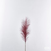 Red Pampas (70cm)