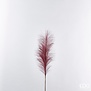 Pampas Rouge (70cm)