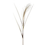 Fluffy Reed Grass on Stem (91cm)