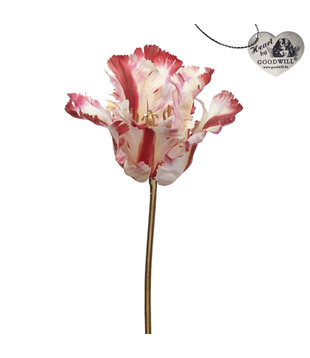 Parrot Tulip on Stem in Red/Pink/White (40cm)