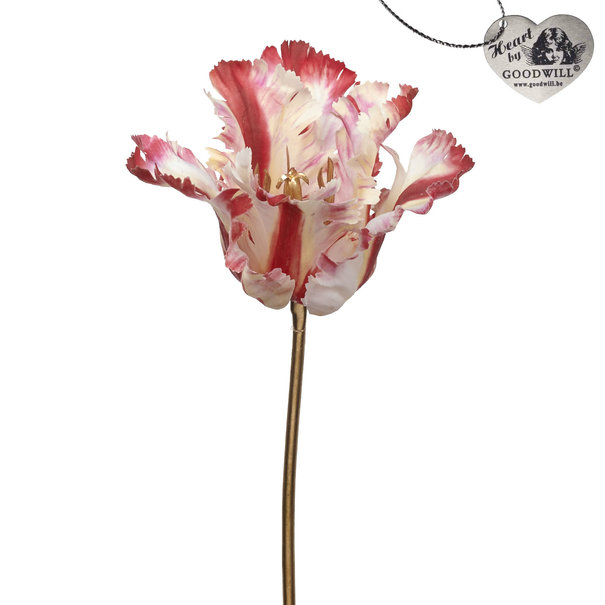 Parrot Tulip on Stem in Red/Pink/White (40cm)