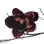 Velvet Magnolia on Clip Burgundy/Gold (18cm)