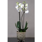 Kleine Orchidee in Pot