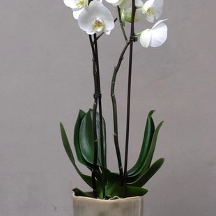 Kleine Orchidee in Pot