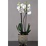 Kleine Orchidee in Pot