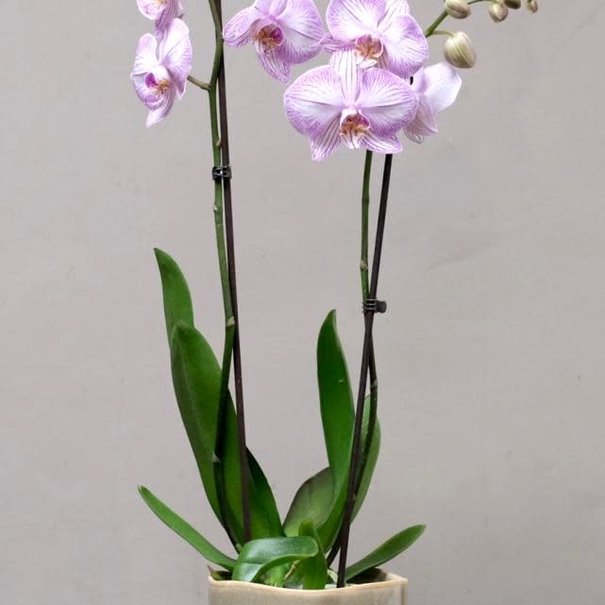 Daniel Ost Small Orchid in Pot