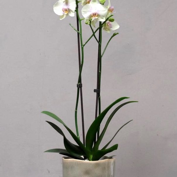 Daniel Ost Kleine Orchidee in Pot