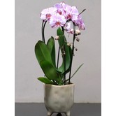 Middelgrote Orchidee in Pot