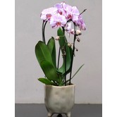 Orchidée moyenne en pot