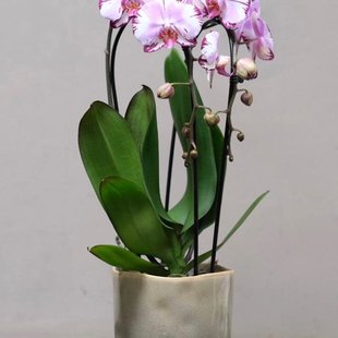 Middelgrote Orchidee in Pot