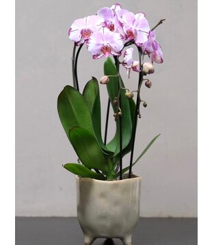 Medium Orchid in Pot