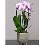 Middelgrote Orchidee in Pot