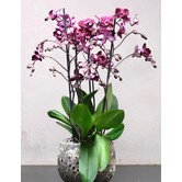 Grote Orchidee in Pot