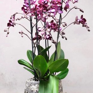 Grote Orchidee in Pot