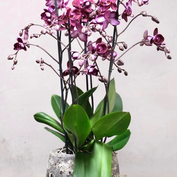 Daniel Ost Grote Orchidee in Pot