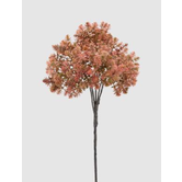 Sedum Bell H50