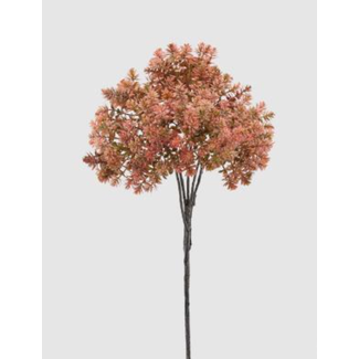 Enzo De Gaspari Sedum Bell H50