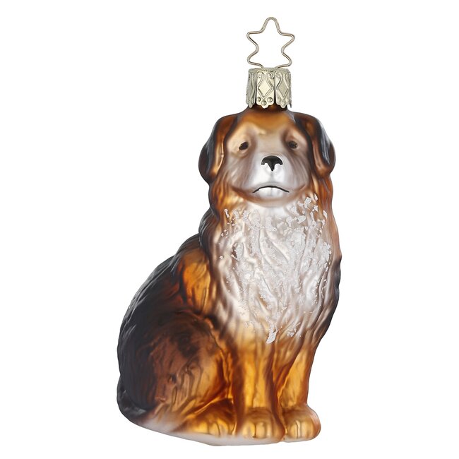 Inge Bernese Mountain Dog