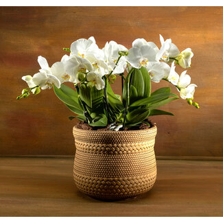 Daniel Ost Orchids Signature Orchids Collection - Serene Neutrals