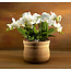 Daniel Ost Orchids Signature Orchids Collection - Serene Neutrals