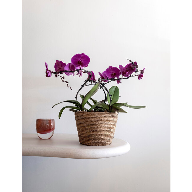 Daniel Ost Orchids Signature Orchids Collection - Bold Shades