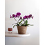 Daniel Ost Orchids Signature Orchids Collection - Bold Shades
