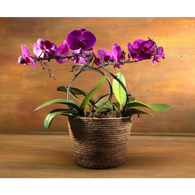 Daniel Ost Orchids Signature Orchids Collection - Bold Shades