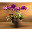 Daniel Ost Orchids Signature Orchids Collection - Bold Shades