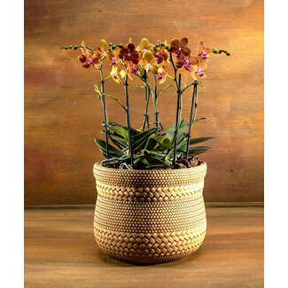 Daniel Ost Orchids Signature Orchids Collection - Gentle Tones
