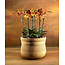 Daniel Ost Orchids Signature Orchids Collection - Gentle Tones
