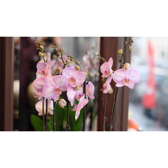 Daniel Ost Orchids Classic Orchids Collection - Colour’s Choice - Sophisticated