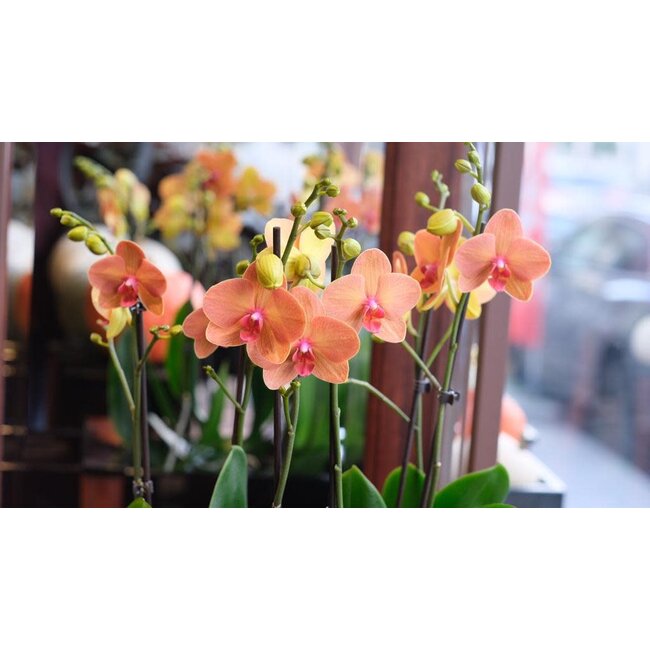 Daniel Ost Orchids Classic Orchids Collection - Colour’s Choice - Sophisticated