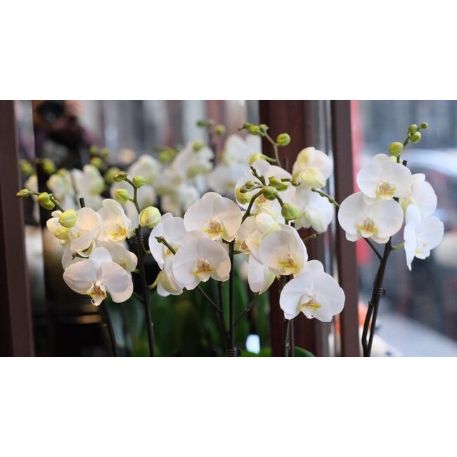 Daniel Ost Orchids Classic Orchids Collection - Colour’s Choice - Sophisticated