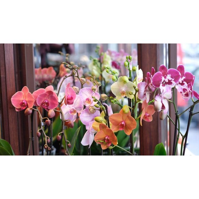 Daniel Ost Orchids Classic Orchids Collection - Colour’s Choice - Sophisticated