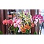 Daniel Ost Orchids Classic Orchids Collection - Colour’s Choice - Sophisticated
