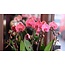 Daniel Ost Orchids Classic Orchids Collection - Colour’s Choice - Sophisticated
