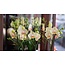 Daniel Ost Orchids Classic Orchids Collection - Colour’s Choice - Sophisticated