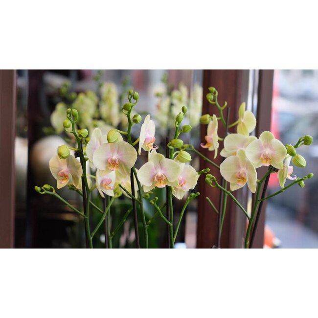 Daniel Ost Orchids Classic Orchids Collection - Colour’s Choice - Delightful