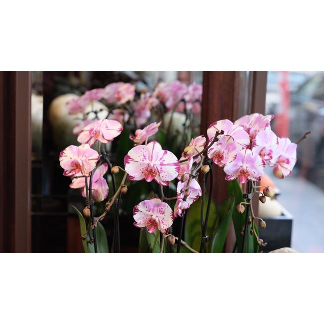 Daniel Ost Orchids Classic Orchids Collection - Colour’s Choice - Delightful