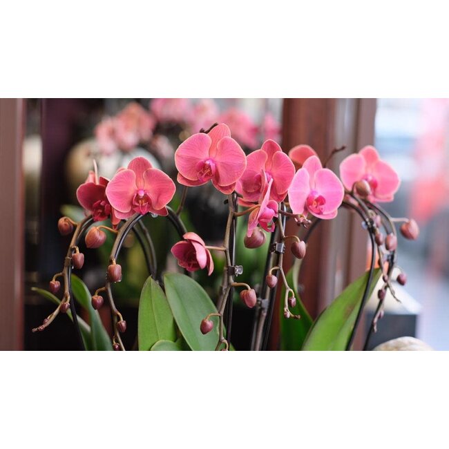 Daniel Ost Orchids Classic Orchids Collection - Colour’s Choice - Delightful