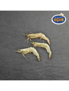  GAMBA MET KOP 13/15 // PER DOOSJE 800GR