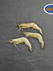  REUZE GAMBA'S MET KOP 2/4  // 800GRAM