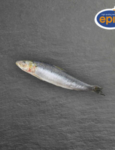  HELE SARDINES 08/12 - PER ZAK 1KG