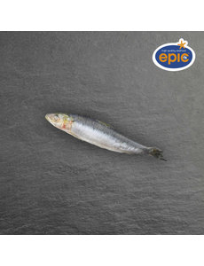  HELE SARDINES 08/12 - PER ZAK 1KG