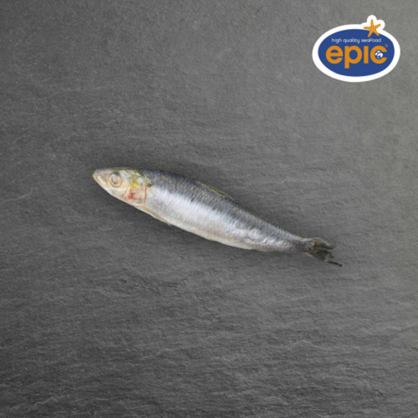 HELE SARDINES 08/12 - PER ZAK 1KG